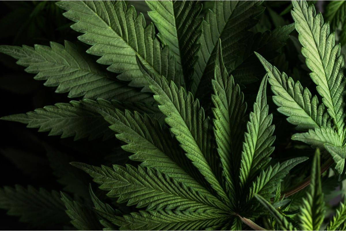 Study: Marijuana use in children: An update focusing on pediatric tetrahydrocannabinol and cannabidiol use. Image Credit: Yarygin/Shutterstock