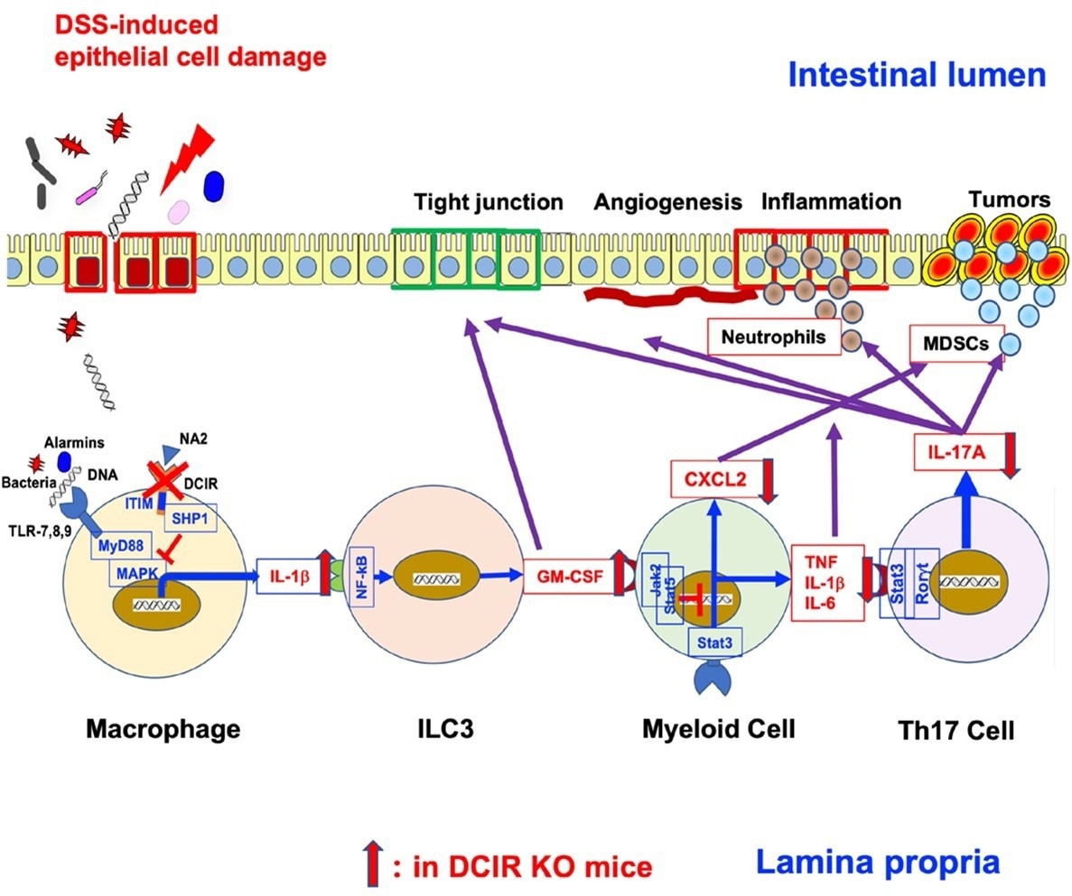 A new study by researchers from Japan and China has revealed that inhibiting DCIR, a C-type lectin receptor protein responsible for maintaining homeostasis in the immune and bone systems, reduces the severity of DSS colitis symptoms and suppresses colorectal tumor growth. These findings could pave the way for therapeutic strategies targeting DCIR for treating colorectal tumors.