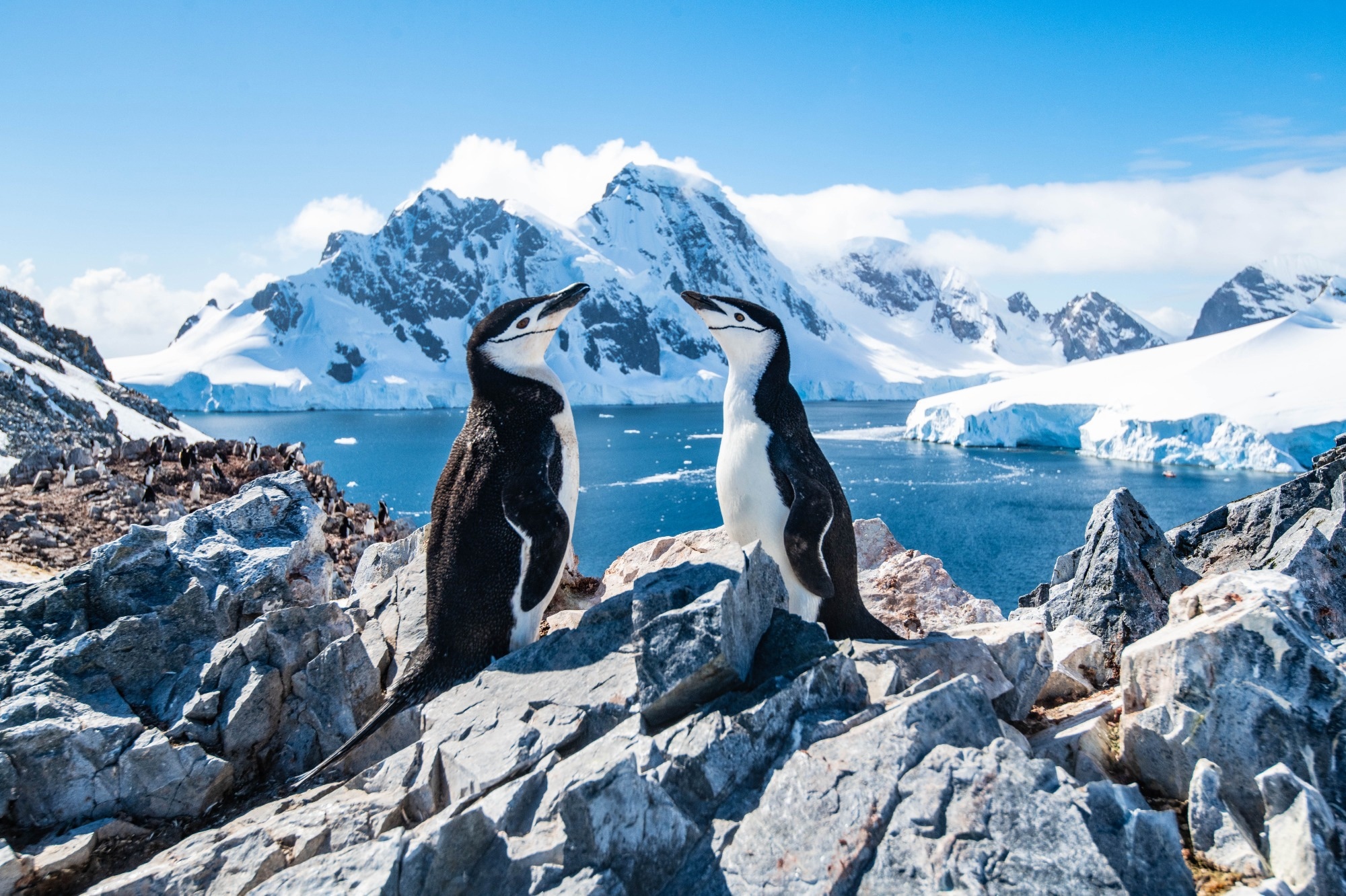 Dispatch: Molecular Detection of Histoplasma capsulatum in Antarctica. Image Credit: SZakharov / Shutterstock