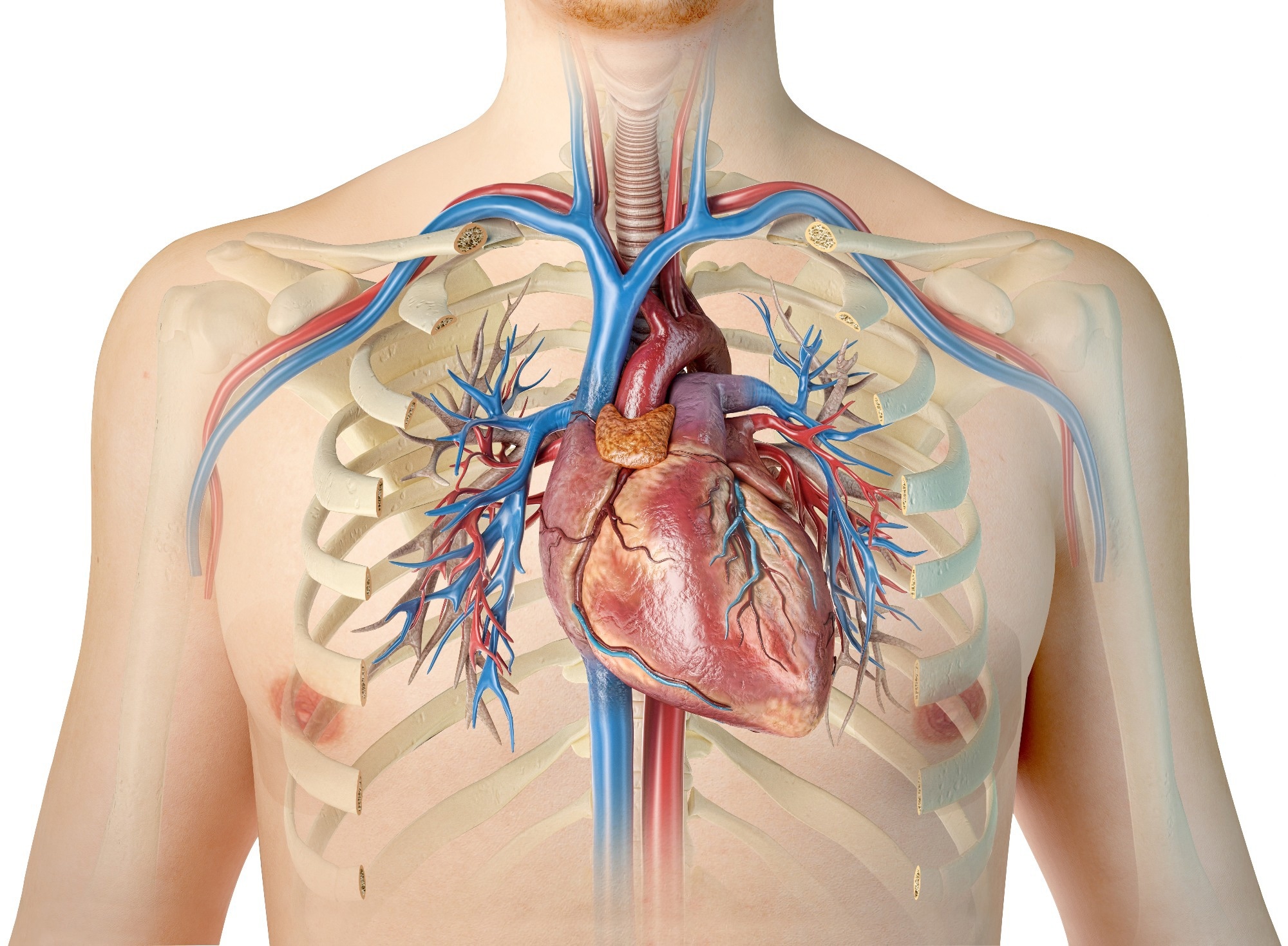 Image Credit: Matis75/Shutterstock