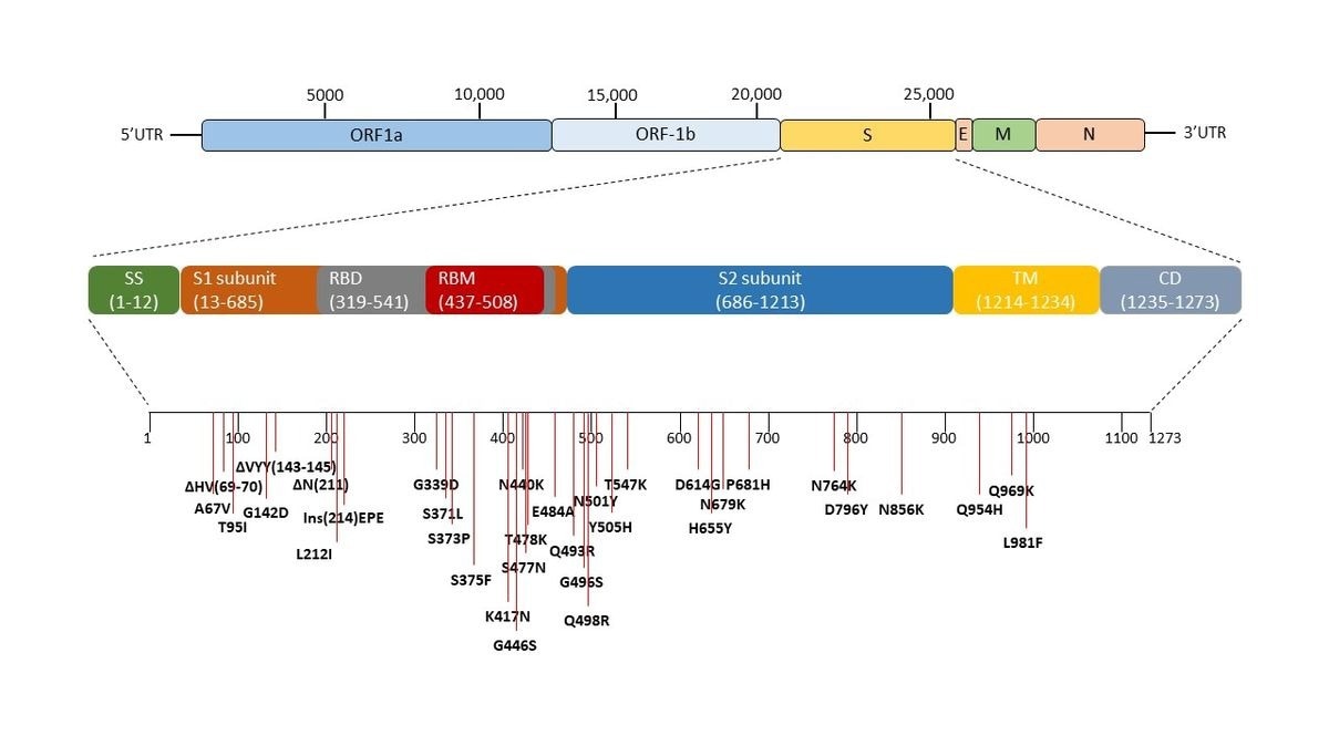 Genomic sequence of SARS-CoV-2 and the mutations in the spike region of omicron variant (B1.1.529). The pictorial representation and arrangement of the genes of SARS-CoV-2. The spike of the SARS-CoV-2 virus is expanded and all the mutations occurring in the omicron variant (B1.1.529) with respect to wild-type Wuhan.1 of SARS-CoV-2 is marked. Δ represents the deletion, Ins represent insertion and others are the point mutations.
