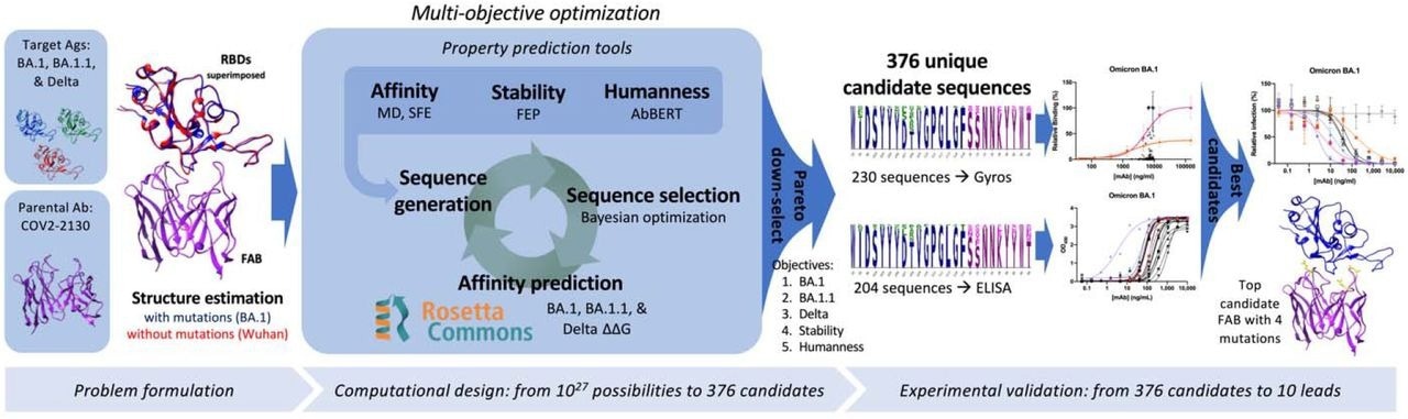 Overview of the GUIDE computationally driven drug engineering platform. Given target antigens and a parental antibody, co-structures are estimated experimentally and/or computationally (left). Within the main computational loop (center left), a sequence generator proposes multi-point mutant antibody candidates, and a Bayesian optimization agent selects which proposed sequences to evaluate via a set of affinity prediction tools. A subset of 376 computationally evaluated sequences based on Pareto optimality were experimentally evaluated for binding affinity by Gyros or ELISA (center right). The top 10 sequences are then evaluated for neutralization of SARS-CoV-2 variants (right). See Methods for details.