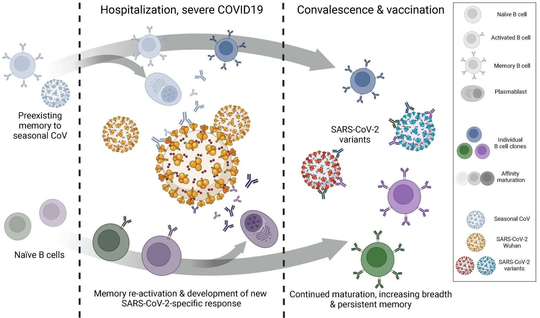 Study: Longitudinal single-cell analysis of SARS-CoV-2-reactive B cells uncovers persistence of early-formed, antigen specific clones