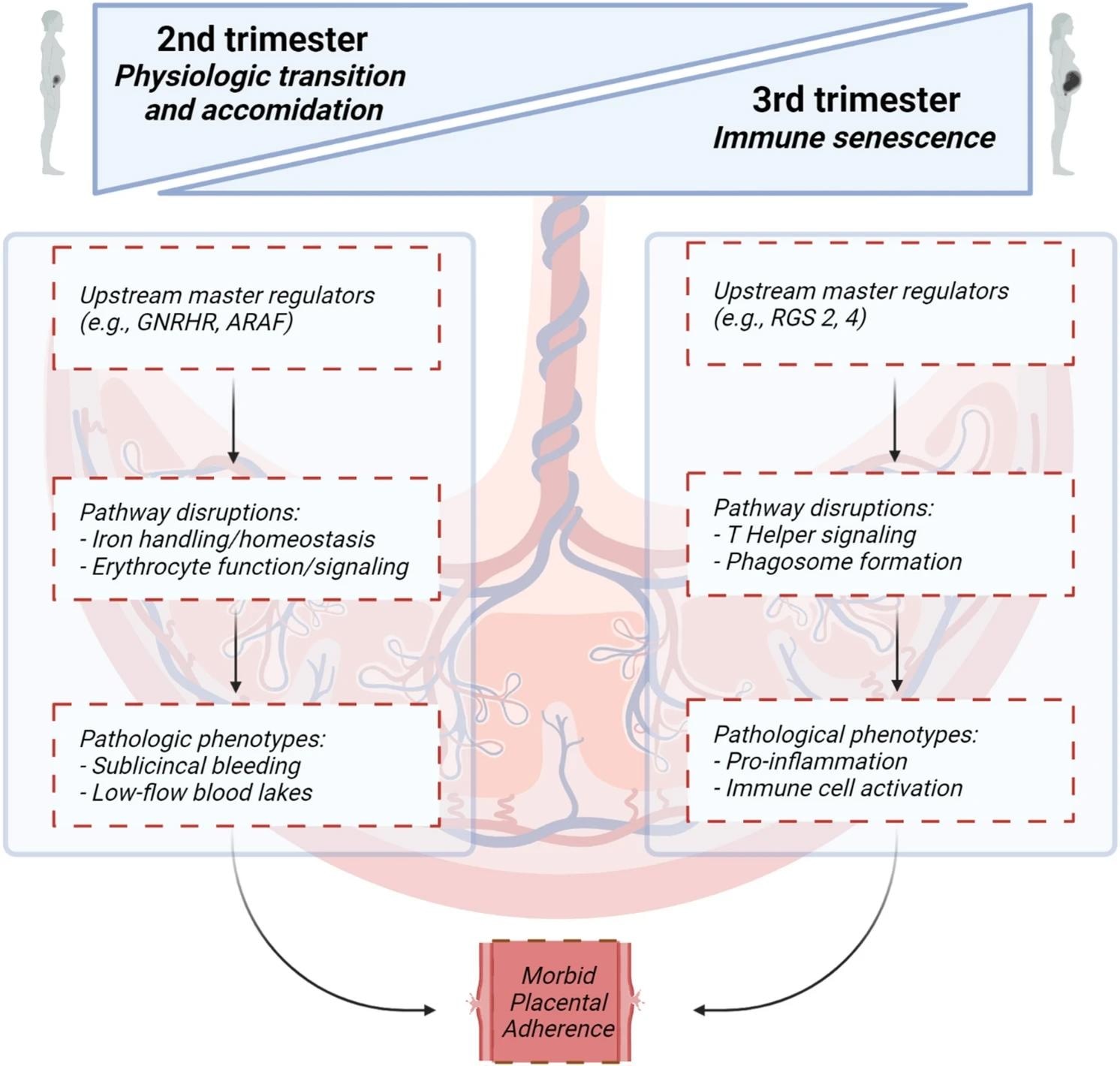 Canonical pathways, upstream regulators and molecular and cellular function analyses proposed in the second and third trimester leading to morbid placental adherence. Figure created with BioRender.com.