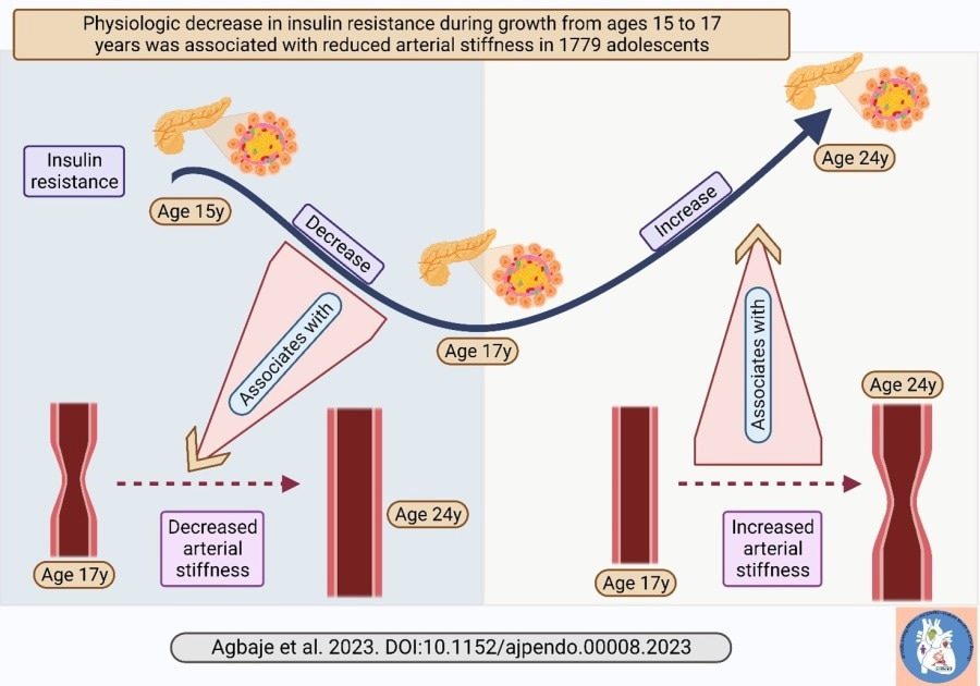 Natural decline in insulin resistance during mid-adolescence may stop, reverse arterial stiffness progression