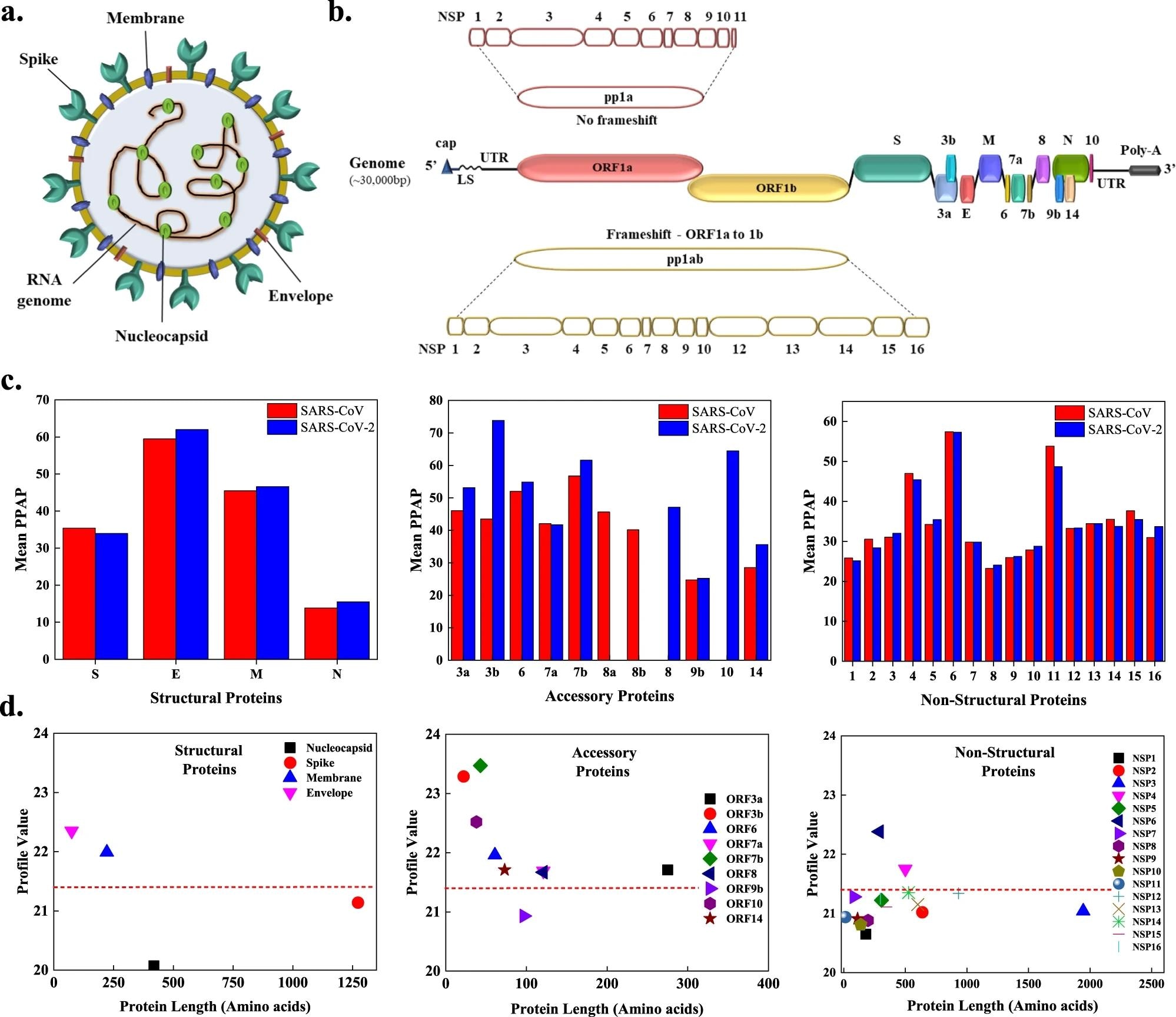 a The SARS-CoV-2 viral particle comprises of positive-sense single-stranded RNA, which is associated with the nucleocapsid protein (N), and three surface proteins, spike (S), membrane (M), and envelope (E), embedded in the lipid bilayer. b The ~30 kbp long genome of SARS-CoV-2 encodes for four structural, nine accessory, and sixteen non-structural proteins (NSPs). c Comparison of mean predicted percentage aggregation propensity (PPAP) calculated using the mean percentage of APRs obtained from four servers (MetAmyl, AGGRESCAN, FoldAmyloid, FISH Amyloid) for SARS-CoV and SARS-CoV-2 structural, accessory, and non-structural proteins. d Average profile value for SARS-CoV-2 proteins obtained from FoldAmyloid analysis of proteins against protein length for structural, accessory, and non-structural proteins. The analysis was done at default settings in the FoldAmyloid server (threshold: 21.4, represented by the red-colored short-dashed line and scale, i.e., the expected number of contacts within 8 Å).