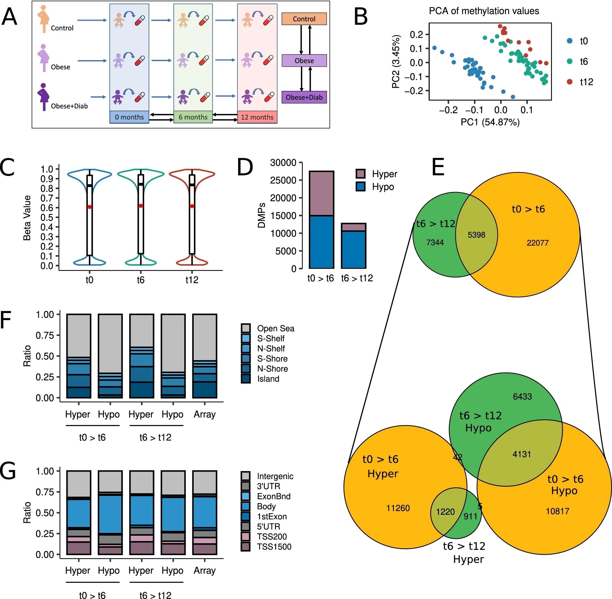 Development is the main origin of methylation changes during the first year of life. a Schematic of the study design. b Scatter plot showing the PCA of the subjects according to their methylation values at the top 100,000 most variable CpG sites. c Violin plots describing the distribution of methylation values at the 772,088 CpGs analyzed by time point. d Barplots depicting the number of hyper- and hypomethylated DMPs (FDR < 0.05) found in 0 > 6 and 6 > 12 longitudinal comparisons. e At the top, a Venn diagram showing the intersections between 0 > 6 and 6 > 12 DMPs. At the bottom, a Venn diagram describing the intersection between hyper- and hypomethylated DMPs at 0 > 6 and 6 > 12 comparisons. f Barplots showing the relative distribution of hyper- and hypomethylated DMPs at 0 > 6 and 6 > 12 comparisons according to their CpG island location status. g Barplots showing the relative distribution of hyper- and hypomethylated DMPs at 0 > 6 and 6 > 12 comparisons according to their gene location status. The rightmost bars represent the background distribution considering all 772,088 probes analyzed.