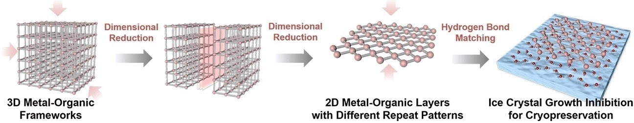 A dimensional reduction strategy for enhanced cryopreservation of red blood cells