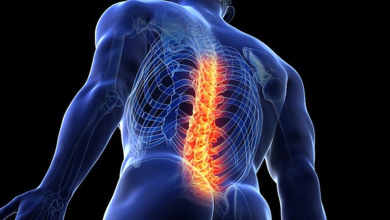 Immune system’s ability to respond to spinal cord injuries reduces with age, research suggests
