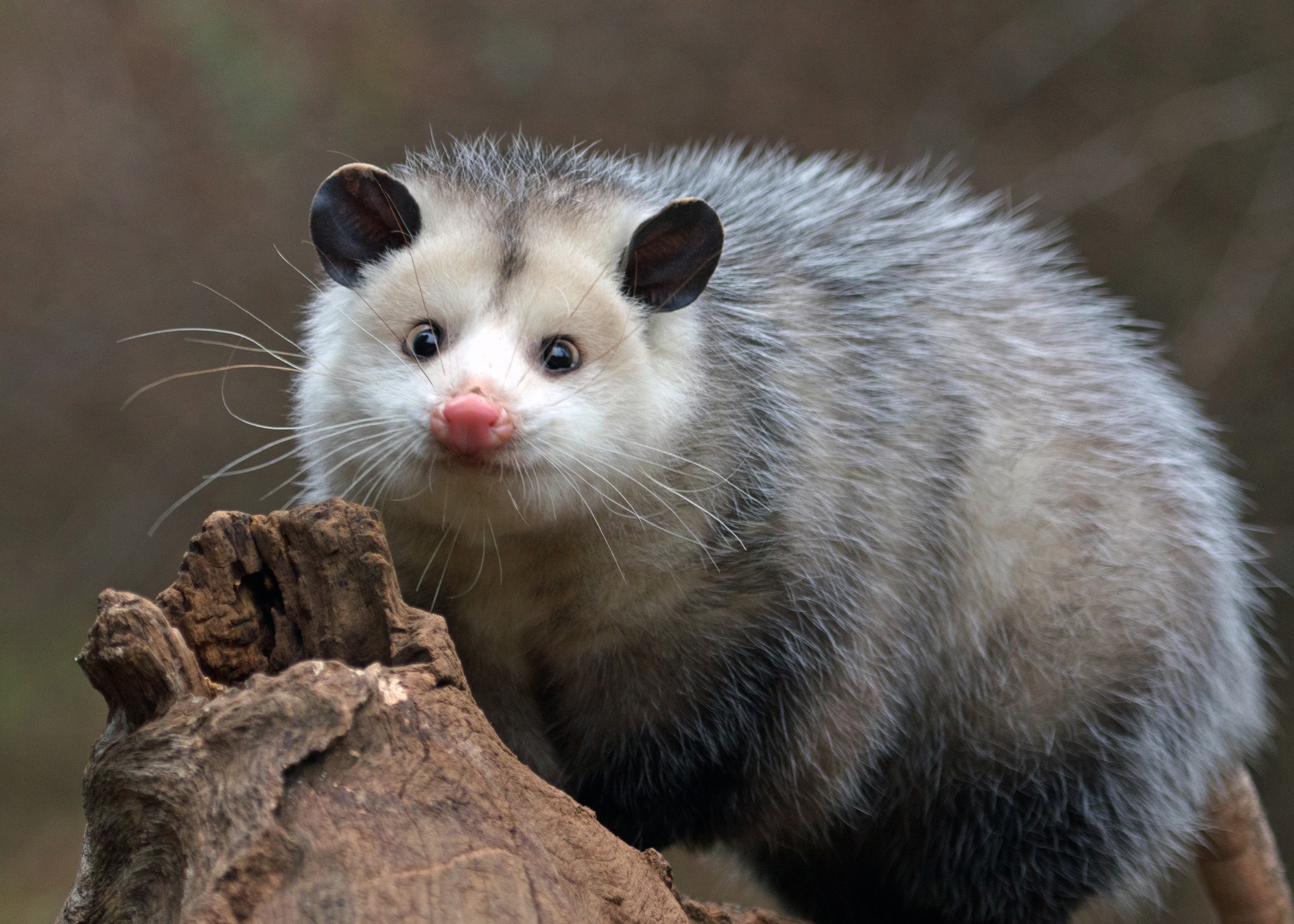 Study: Statistical modeling based on structured surveys of Australian native possum excreta harboring Mycobacterium ulcerans predicts Buruli ulcer occurrence in humans. Image Credit: LisaHagan/Shutterstock.com