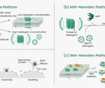 Difficult transmembrane protein targets for therapeutic antibodies