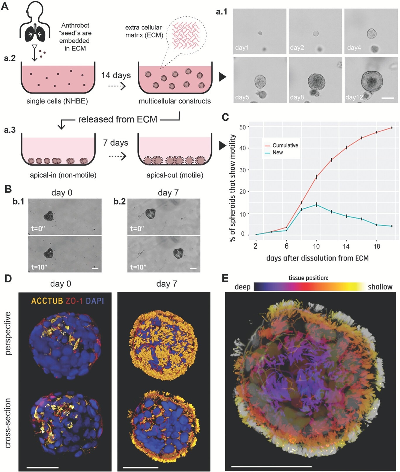 Human bronchial epithelial cells self-construct into multicellular motile living architectures. A) Workflow for producing Anthrobots. NHBE cells’ apical-in to apical-out transition is facilitated by first culturing them in extra cellular matrix (ECM) under appropriate differentiation-inducing conditions, during which time apical-in spheroids self-construct from single cells a.1), and upon the completion of this 14 day period a.2) by releasing mature spheroids from the ECM a.3) and continuing to culture them in low-adhesive environment. B) Phase contrast images of an apical-in b.1) and apical-out b.2) spheroids, captured immediately after dissolution from ECM (day 0) and 7 days after dissolution (day 7), respectively. Day 0 spheroids show no motility, whereas day 7 spheroids show drastically increased motility. C) Percentage of cumulative (total fraction of motile spheroid since day 0) and newly motile spheroids (fraction of motile spheroid that reached motility since the previous time point) in the 3 weeks following dissolution. Out of the 2281 spheroids characterized total, ≈50% consistently showed no signs of motility (despite most having cilia) within this 3-week period and are referred to as non-movers. The data shown on this graph only include the motile bots, N = 1127. D) Immunostaining of two separate spheroids from day 0 and day 7 with a-tubulin (cilia marker), Zonula occludens (ZO)-1 (tight junction marker), and the nuclear stain 4
