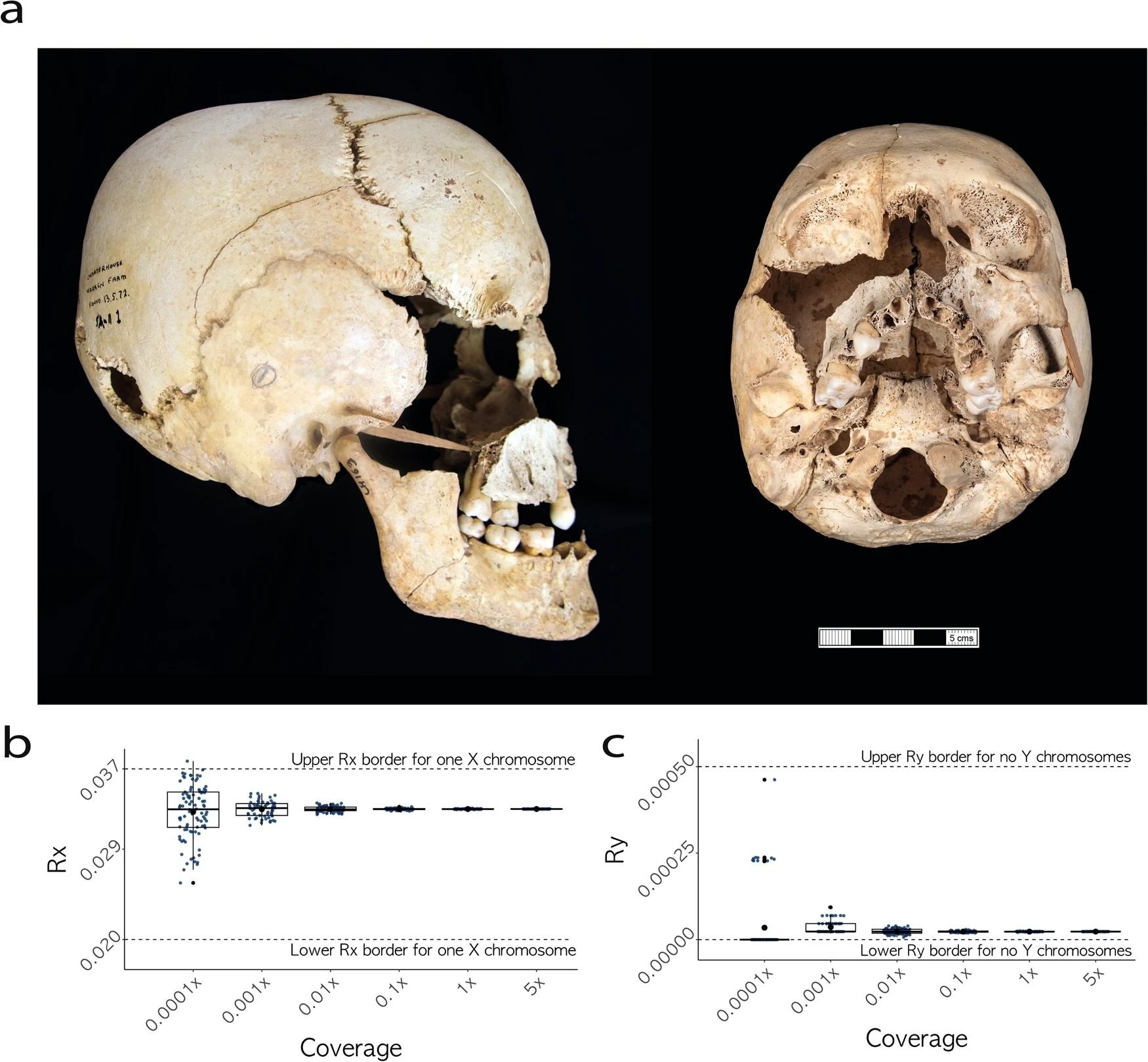 a The cranium of the identified individual C10090 (CH163) from Charterhouse Warren (45,X0/46,XX) with mosaic Turner syndrome, exhibiting features consistent with a female morphological characterisation (full description in Supplementary Note 1). Scale bar indicates 5 cm. Image credits: Rick Schulting, Ian Cartwright. b Rx values for C10090 (45,X0/46,XX) across six different coverage levels (n = 507), dashed lines representing Rx boundaries for one copy of chromosome X. Mean is plotted as a circle, median as a horizontal line, lower and upper hinges correspond to the first and third quartiles, error bars represent ± 1 SD (Supplementary Data 4). c Ry values for C10090 (45,X0/46,XX) across six different coverage levels (n = 507), dashed lines representing Ry boundaries for no copies of chromosome Y. Mean is plotted as a circle, median as a horizontal line, lower and upper hinges correspond to the first and third quartiles, error bars represent ± 1 SD