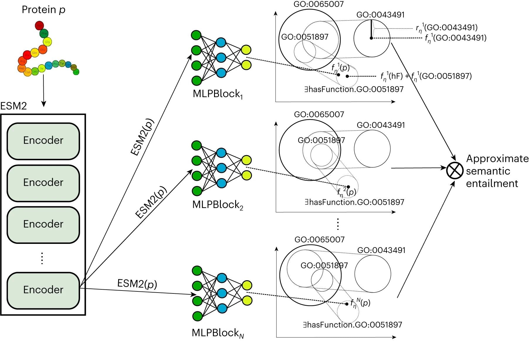 Left: protein p is embedded in a vector space using ESM2 model. Right: multiple models with an MLP that embeds the protein in the same space as the GO axioms. Furthermore, predictions from multiple models are combined to perform approximate semantic entailment.