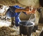 From farm to pharmacy: Transgenic cow milk as a new source of human insulin
