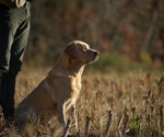 Hunting dogs in Washington show antibodies to H5N1 bird flu virus, study finds