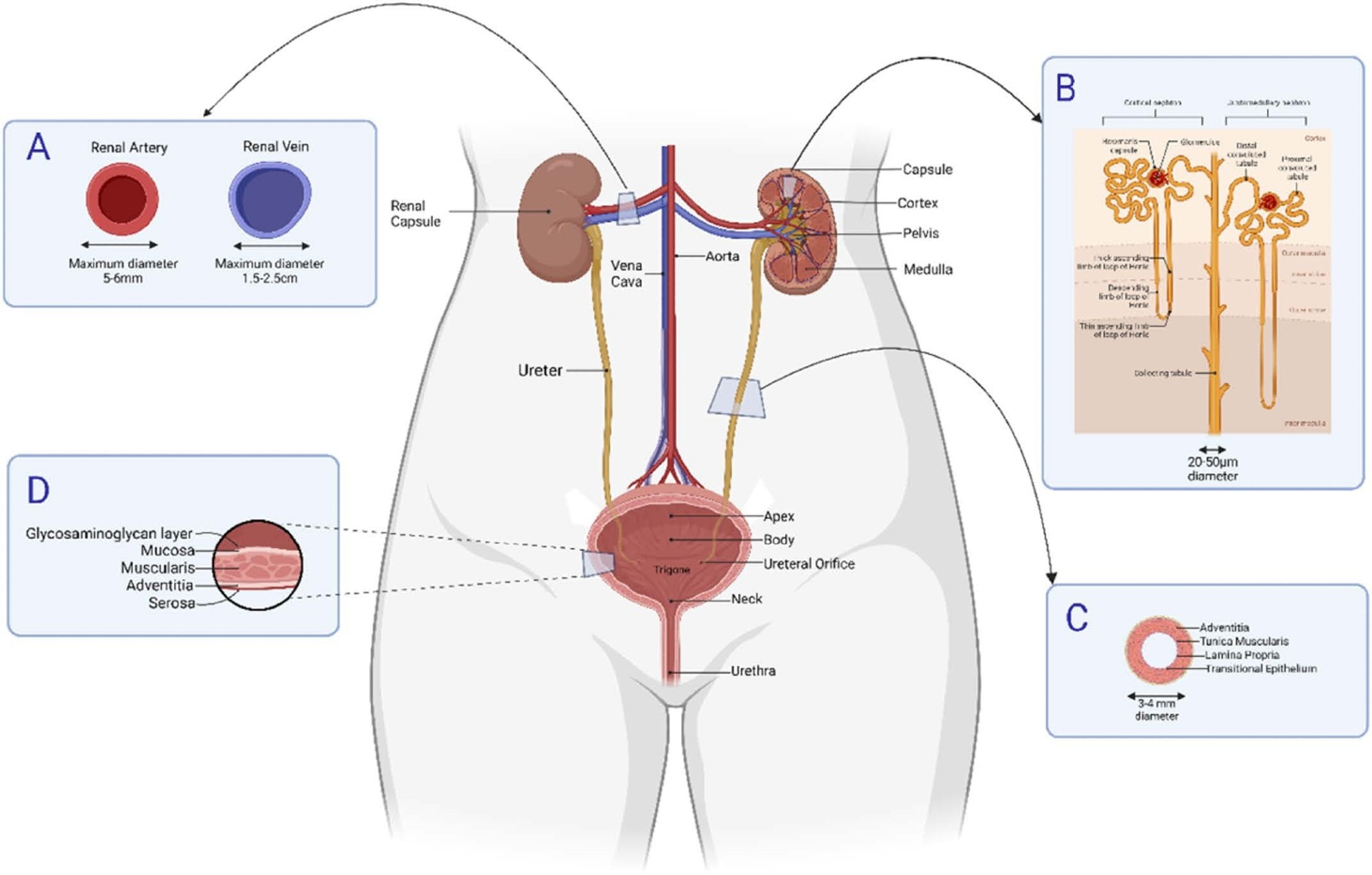 Proposed MP transport to the bladder relative to the diameters of the internal tubules and associated blood vessels. A) renal arteries, branching from the aorta, and the renal veins drain into the inferior vena cava. The kidney is a fibrous capsule that can be divided into renal parenchyma consisting of two layers, a renal cortex and the renal medulla. The renal medulla consists of 10–14 renal pyramids (B), each separated renal columns where urine is made. Urine drains through the minor/major calyx and into the ureter (C). The ureter transports urine to the bladder. Its blood supply is segmental and includes the renal, common iliac and internal iliac arteries. Urine collects in the urinary bladder (D), which can hold 400–600 mL urine. During urination, the bladder contracts allowing urine to be expelled via the urethra. The bladder’s main blood supply is the superior vesical branch of the internal iliac arteries with venous drainage into the internal iliac veins. (Created in BioRender.com).
