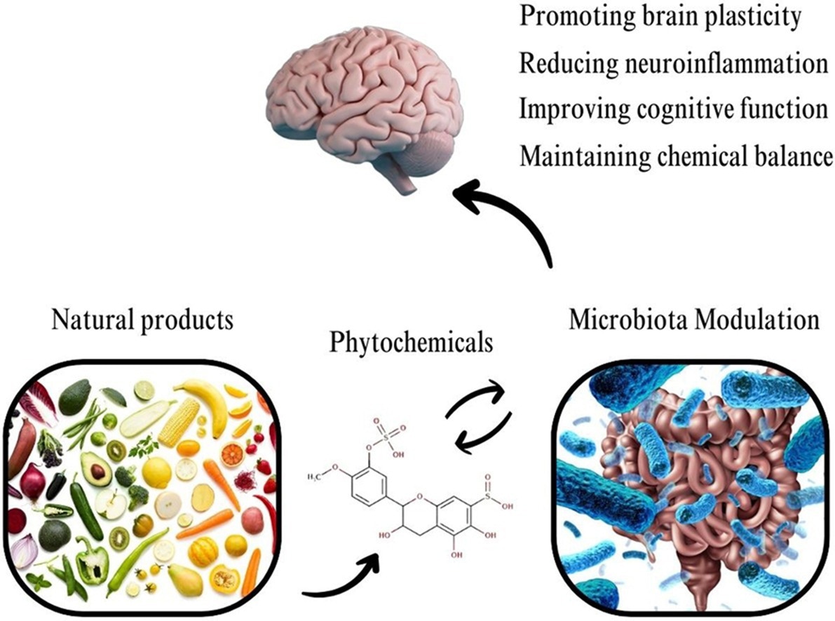 Study: Modulatory effects of phytochemicals on gut-brain axis: therapeutic implication.