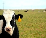 H5N1 influenza outbreak in Texas dairy cattle sparks multi-species transmission concerns