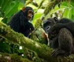 Chimpanzees seek out tree bark and ferns with medicinal benefits, researchers discover