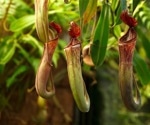 Unveiling nature’s hunters: Dr. Skylar Johnson's research on carnivorous pitcher plants with Absorbance 96 & One in Borneo's rainforests