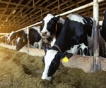 Study finds dairy cows vulnerable to flu strains from birds, humans, and pigs