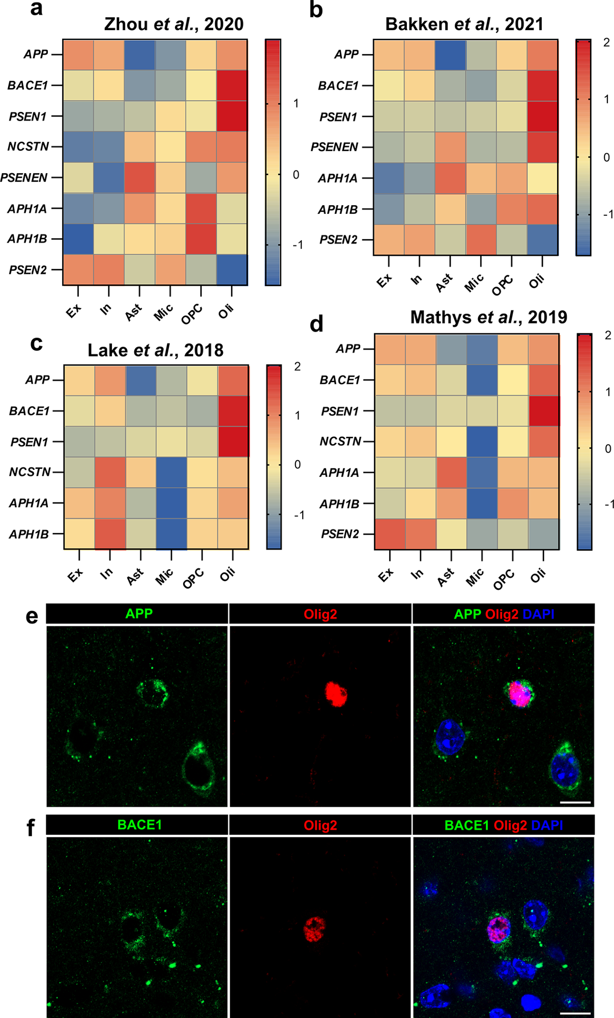 Components required to produce Aβ are expressed at high levels in oligodendrocytes but not other glial cells. Heatmaps showing the log2 (norm count) z-score of genes of interest across different cell types [Excitatory neurons (Ex), Inhibitory neurons (In), Astrocytes (Ast), Microglia (Mic), Oligodendrocyte Precursor Cells (OPC), and Oligodendrocytes (Oli)], from 4 publicly available human single nucleus RNA sequencing datasets. APP, BACE1, and all components of γ-secretase (PSEN1, PSENEN, NCSTN, APH1A, APH1B) with the exception of PSEN2 (which is interchangeable with PSEN1) are expressed at high levels in oligodendrocytes, many at higher levels than any other cell type. (a) Data from Zhou and colleagues was generated using tissue from the motor cortex of 36 subjects, including controls, AD patients, and those carrying TREM2 variants. (b) Data from Bakken and colleagues was generated using tissue from the motor cortex of 5 control subjects. (c) Data from Lake and colleagues [12] was generated using tissue from the frontal cortex of 6 control subjects. (d) Data from Mathys and colleagues was generated using tissue from the prefrontal cortex of 48 subjects with varying degrees of AD-related pathology. (e) Representative immunofluorescent images showing APP (green), oligodendroglial marker Olig2 (red), and DAPI (nuclei; blue) in the cortex of a 4-month-old wild-type mouse. Scale bar = 10 μm. (f) Representative immunofluorescent images showing BACE1 (green), oligodendroglial marker Olig2 (red), and DAPI (nuclei; blue) in the cortex of a 4-month-old wild-type mouse. Scale bar = 10 μm.