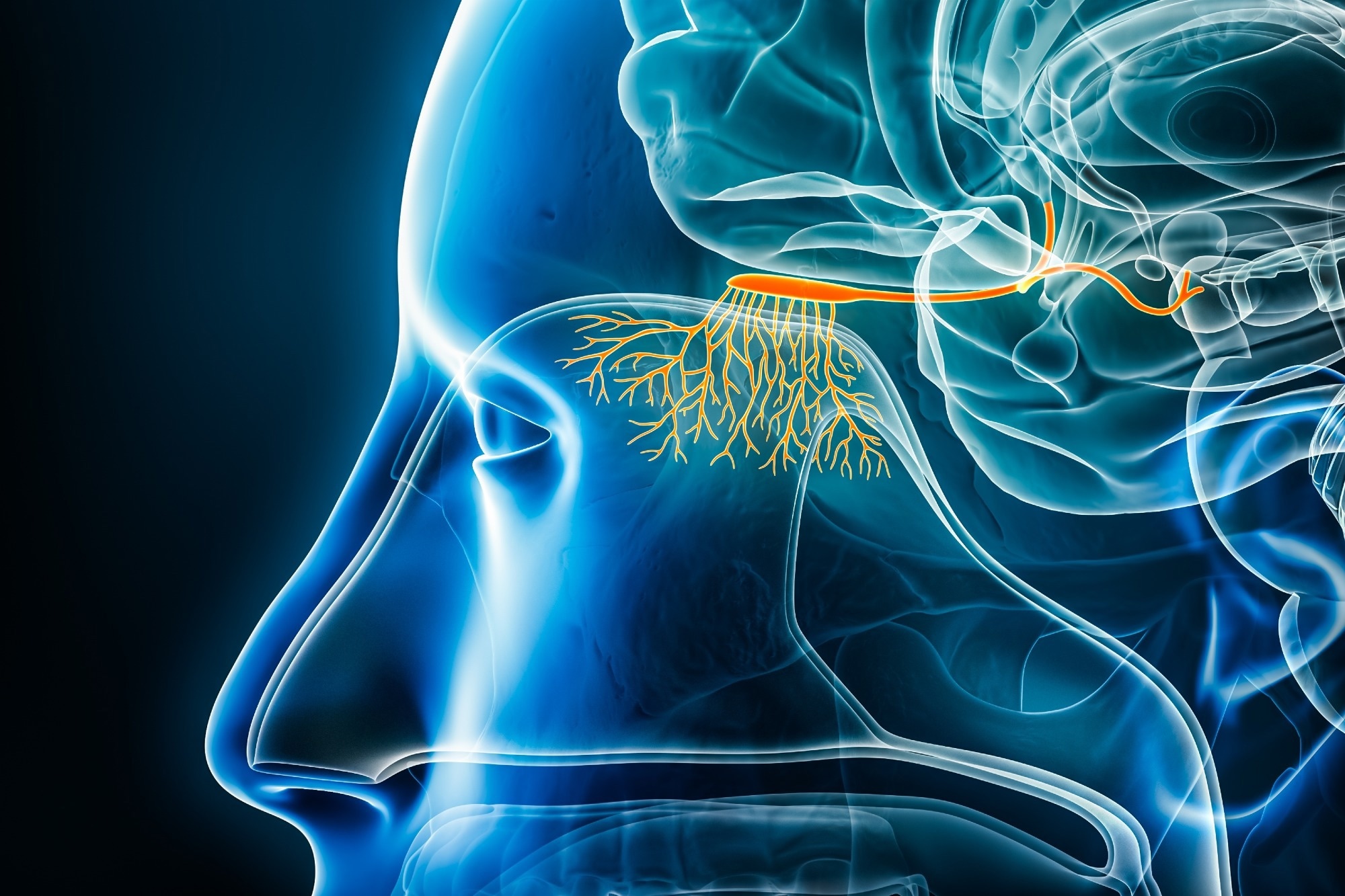 Study: Microplastics in the Olfactory Bulb of the Human Brain. Image Credit: MattL_Images / Shutterstock
