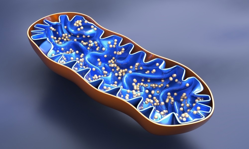 Study: Cellular ATP demand creates metabolically distinct subpopulations of mitochondria. Image Credit: 3d_man/Shutterstock.com