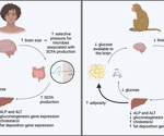 Gut microbiome and brain evolution: New insights into energy allocation