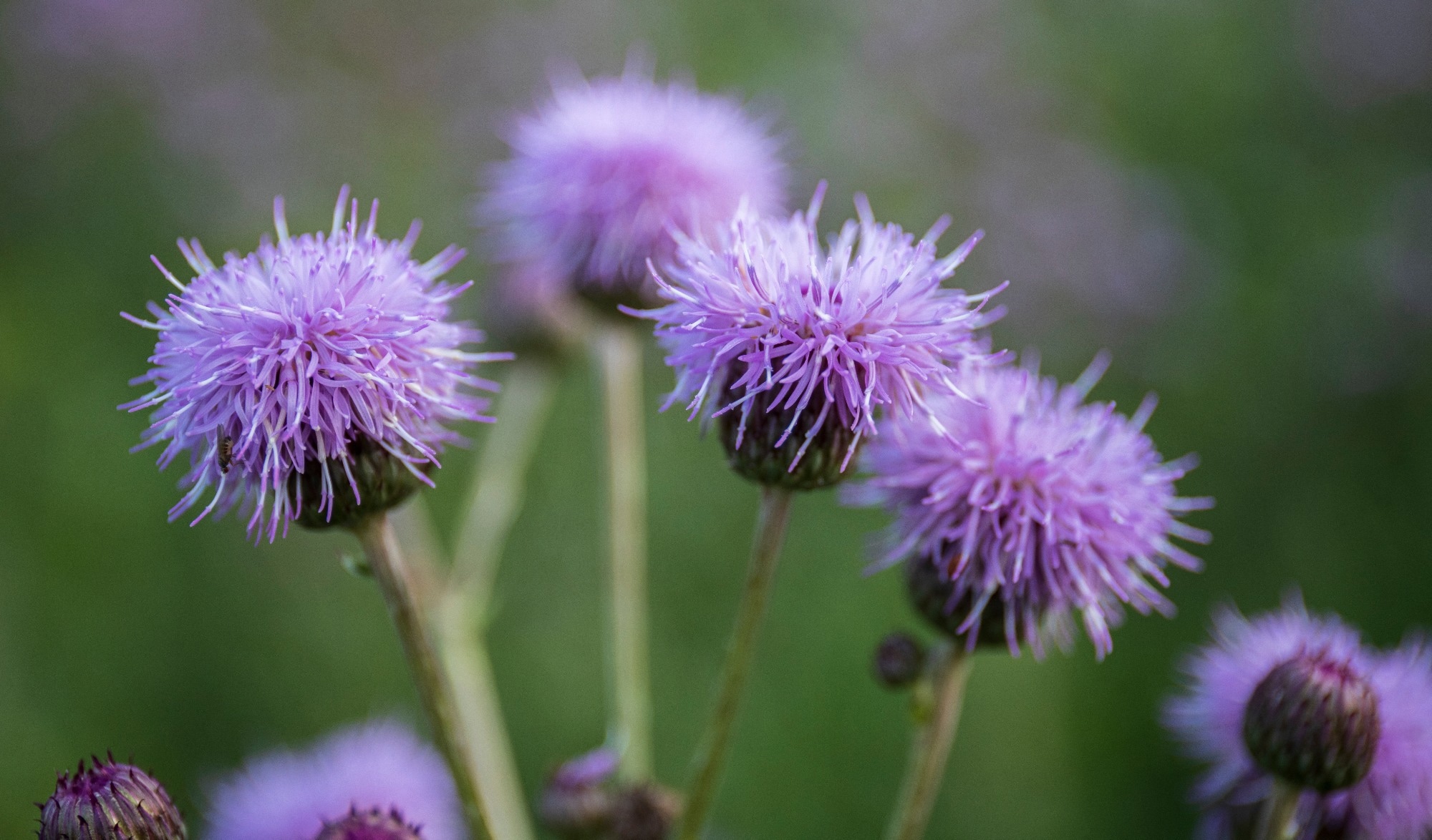 Pink Blessed milk thistle flowers. Brief Report: Taxifolin as a Therapeutic Potential for Weight Loss: A Retrospective Longitudinal Study. Image Credit: Kaliva / Shutterstock