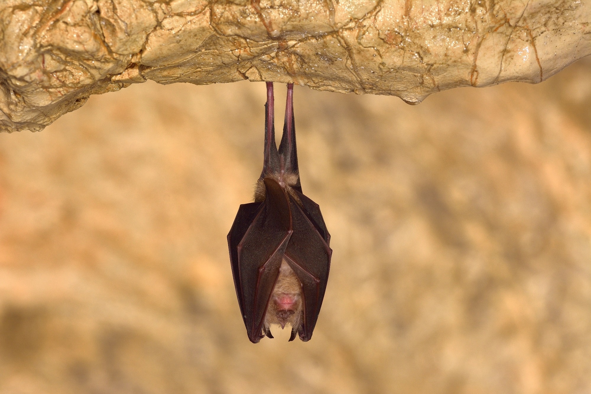Study: The recency and geographical origins of the bat viruses ancestral to SARS-CoV and SARS-CoV-2. Image Credit: All-stock-photos / Shutterstock