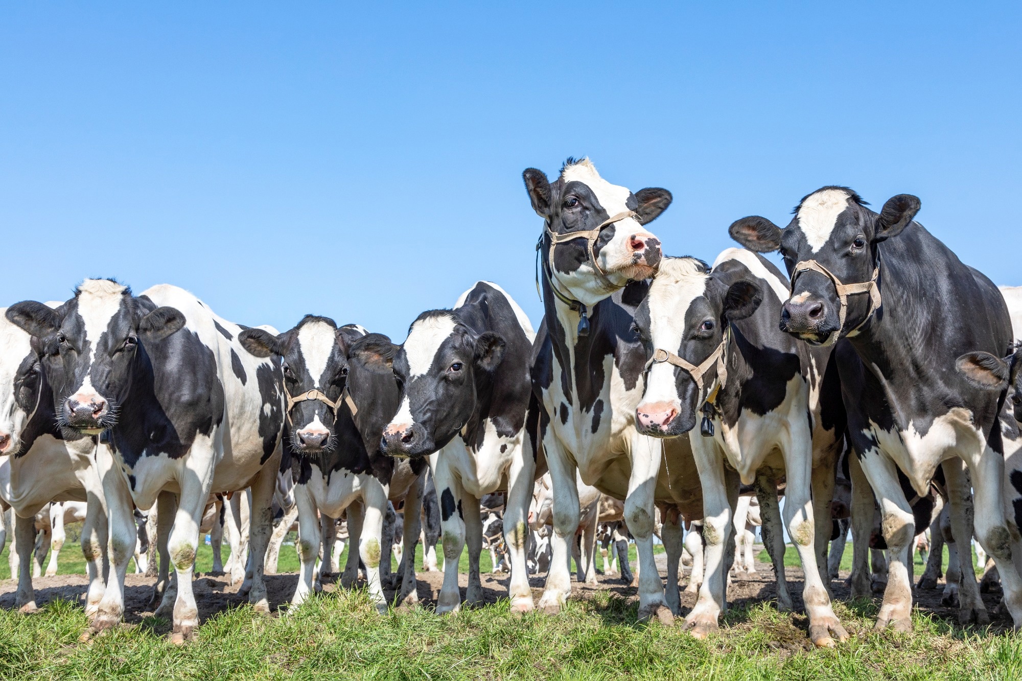 Study: A mathematical model of H5N1 influenza transmission in US dairy cattle. Image Credit: Clara Bastian / Shutterstock