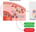Red blood cells drive blood vessel damage in diabetes by exporting toxic vesicles