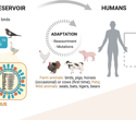 What makes H5N1 a pandemic risk and how can we stop it?