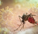 Chikungunya vaccine could stop millions of infections worldwide, study finds