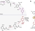 How a novel reaction in E. coli helps recycle plastic into paracetamol