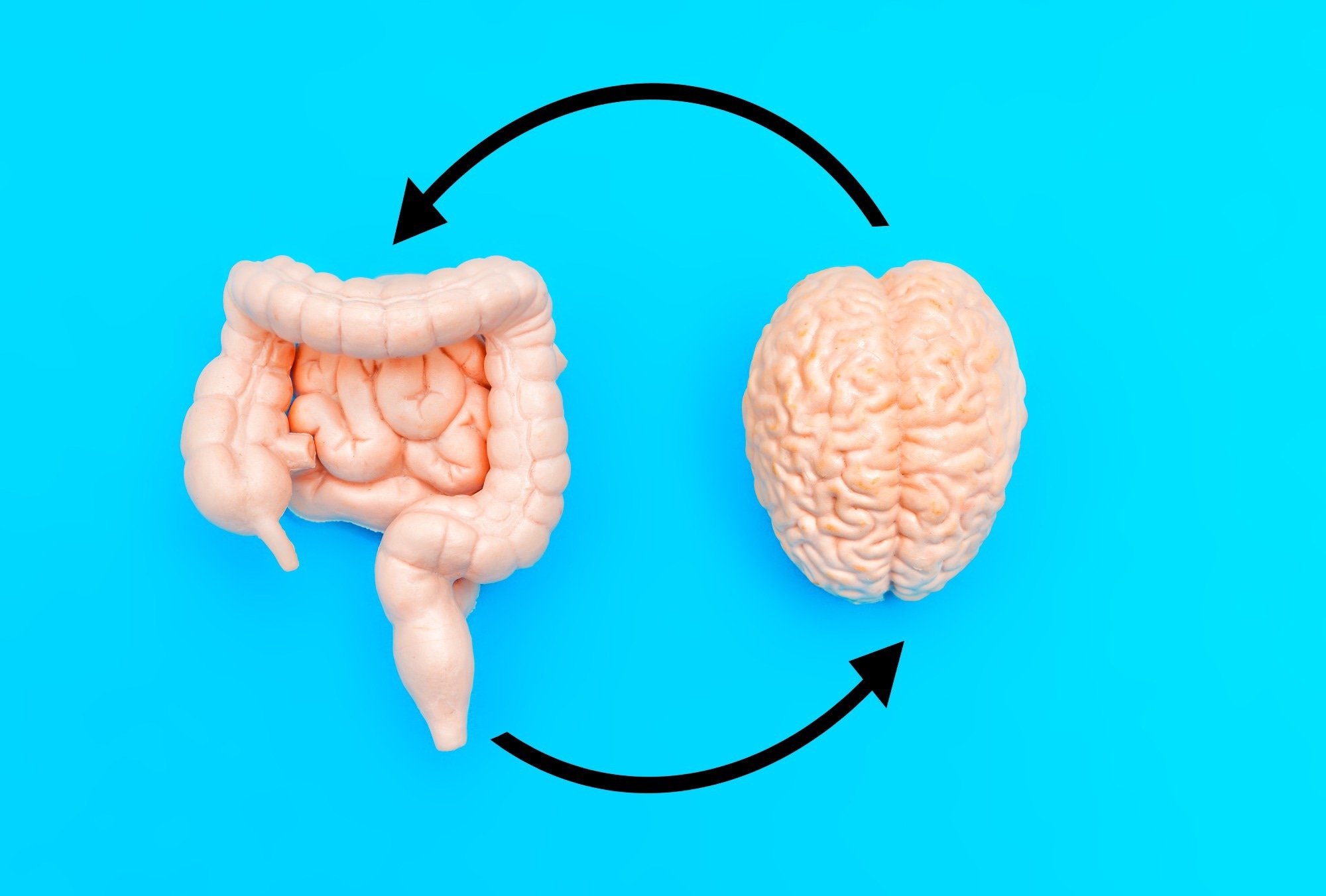 Human brain and intestines models arranged on blue background and interconnected by black circular arrows