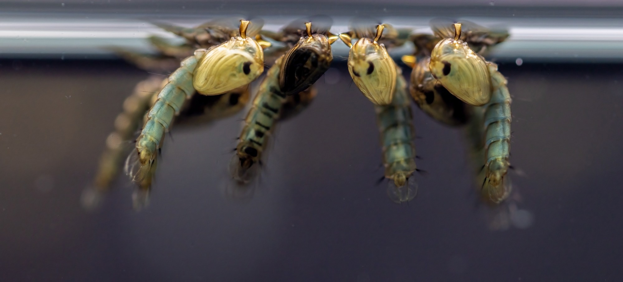 Anopheles mosquito larva - Study: Driving a protective allele of the mosquito FREP1 gene to combat malaria. Image Credit: Sinhyu Photographer / Shutterstock