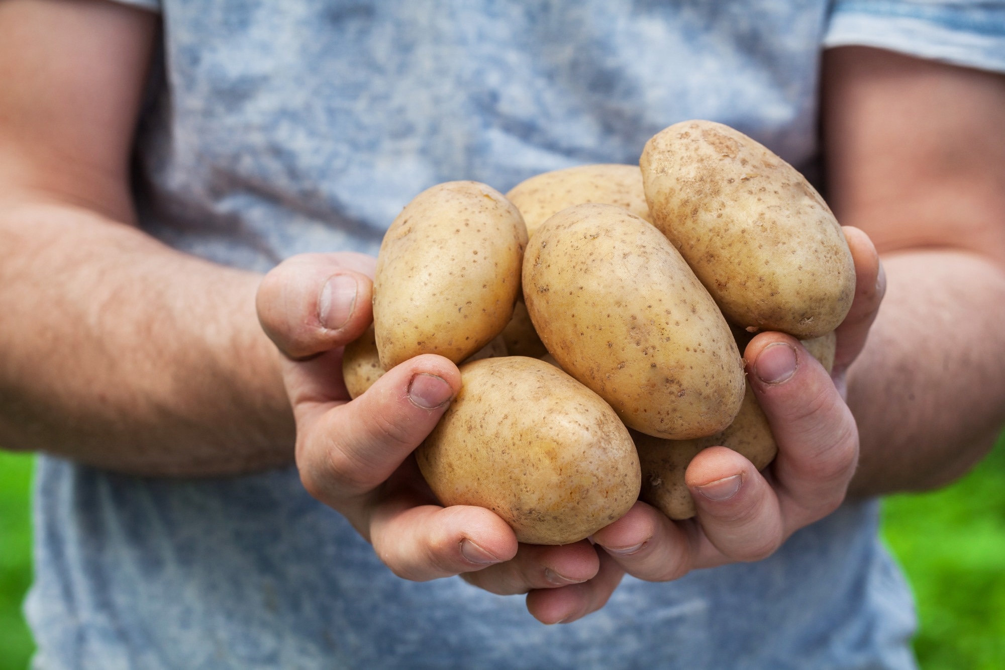 Hands holding potatos