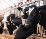 Why Salmonella Dublin poses a food safety threat in beef and dairy