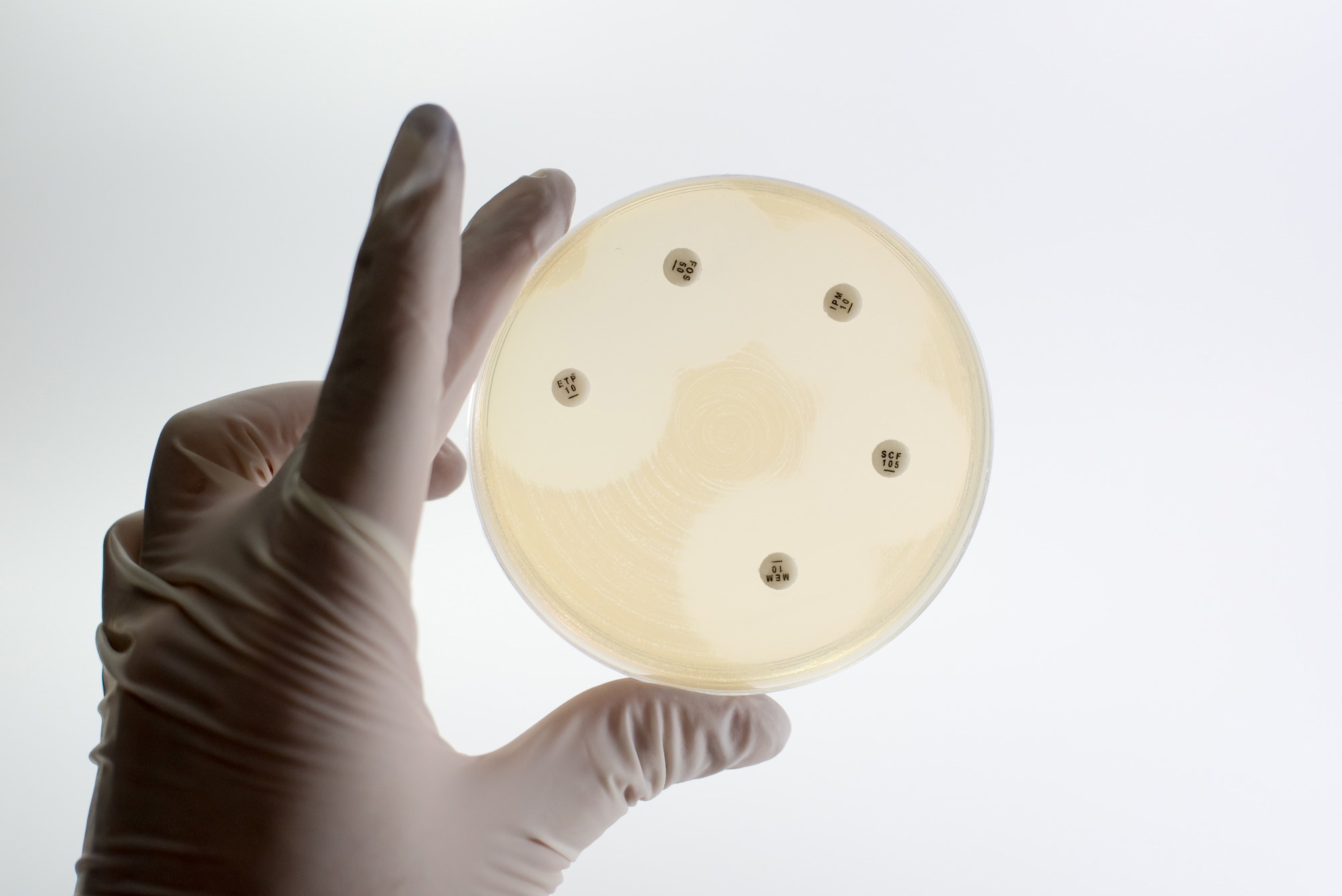 Drug sensitivity test, disk drug