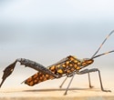 Scientists map kissing bugs beyond the Americas to assess Chagas threat