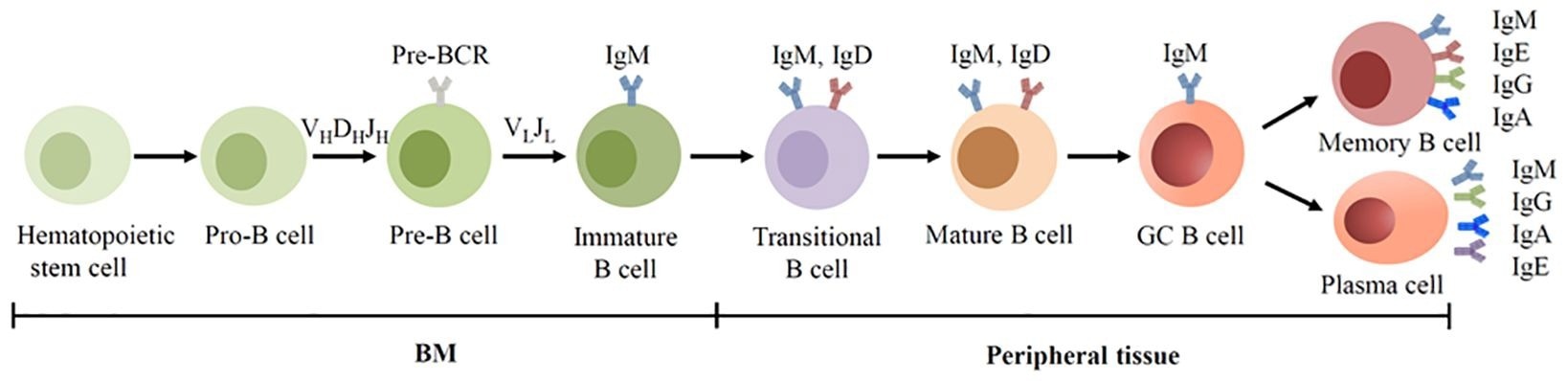 BCR expression during human B cell development. B cells are derived from hematopoietic stem cells in the BM, and acquire BCRs through V(D)J recombination of Ig genes in the early development. In the GC, B cells undergo SHM and CSR, allowing the BCR switched from IgM to other isotypes.
