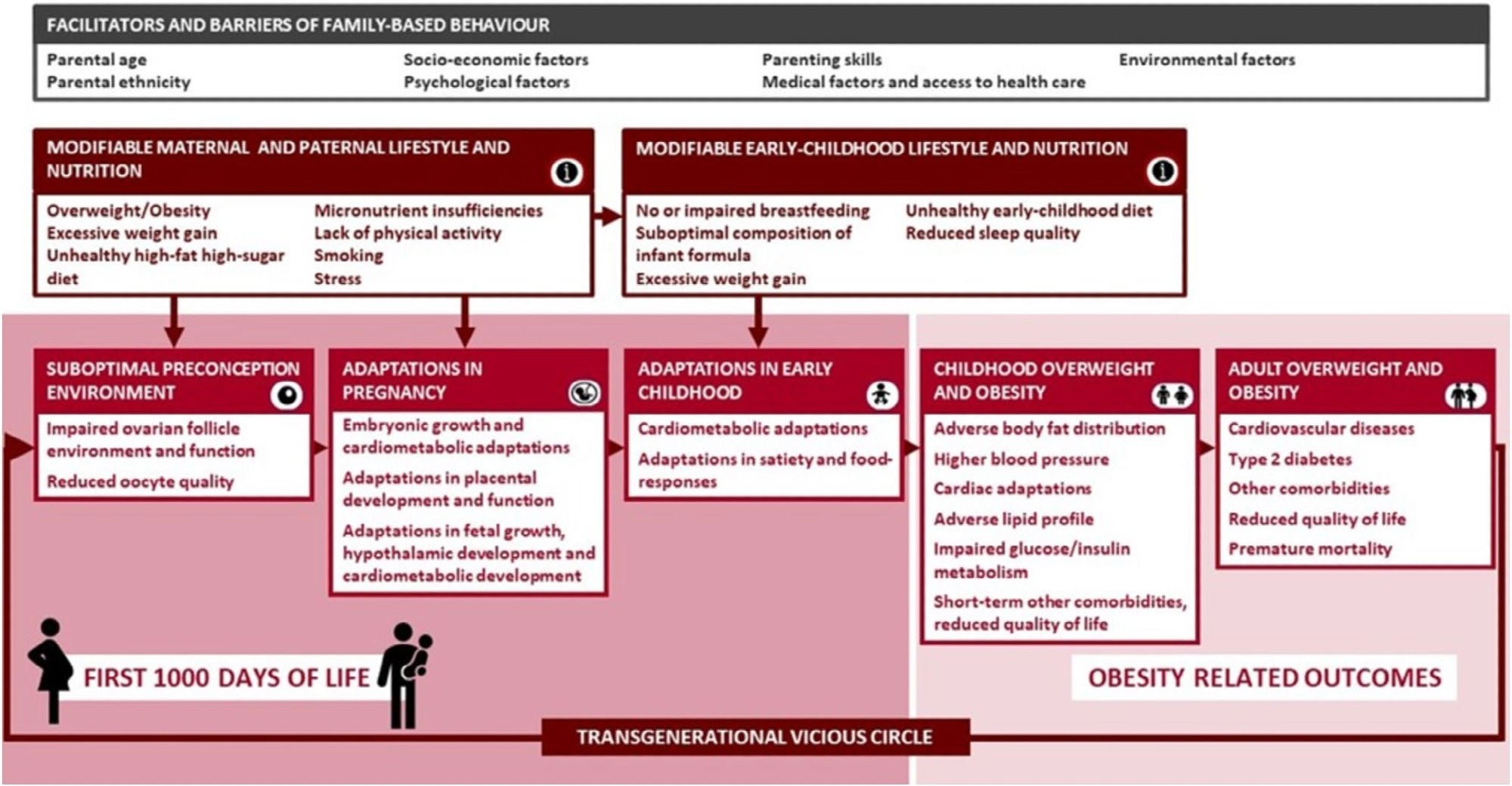 Conceptual framework for the EndObesity Consortium represents family-based adverse modifiable lifestyle factors in preconception, pregnancy and early-childhood related to increased risks of childhood obesity via independent effects and synergistic interacting effects. These factors urgently need to be used for prediction of childhood obesity and be the target of intervention strategies in these crucial transition periods. Maternal lifestyle and nutrition directly influence the preconception and pregnancy environment important for the oocyte and developing foetus. Paternal lifestyle influences maternal and family-based lifestyle, highlighting the importance of targeting both parents. Facilitators and barriers may influence these family-based health behaviours, behavioural change and obesity risk. These factors may also be used for prediction of childhood obesity and need to be considered in prevention and implementation strategies.