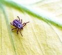 Most Americans risk Lyme disease in their own backyards by skipping simple tick prevention
