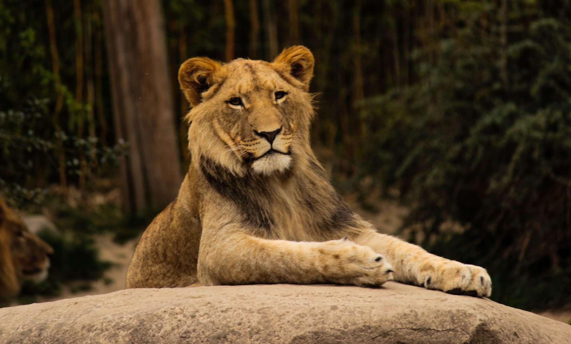 A lion lying on a rock in a zoo