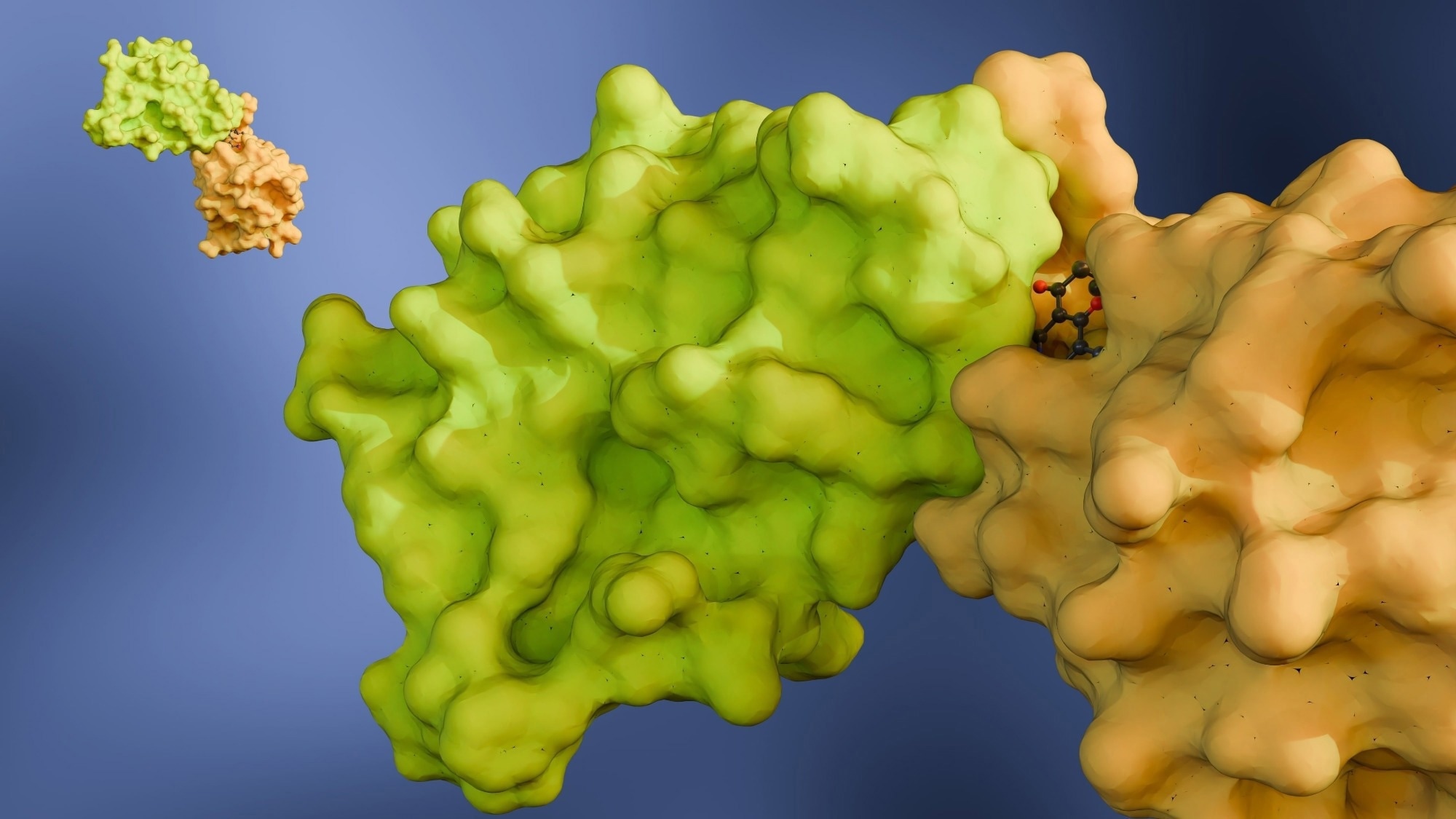 A 3d rendering of a molecular glue mediating the interaction between two proteins, the target proteins that the molecular glue is bringing together.