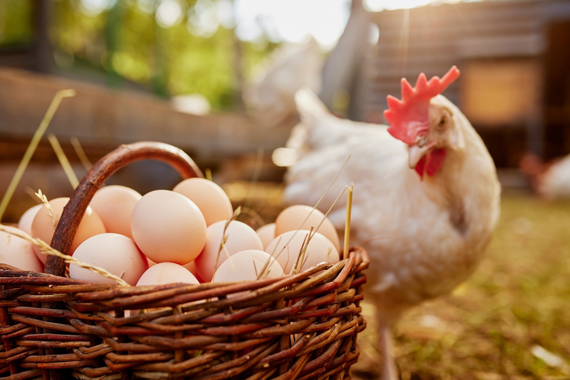 Eggs piled in basket with white chicken in the background on a farm