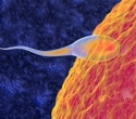 Study uncovers key protein complex controlling sperm motility and male fertility